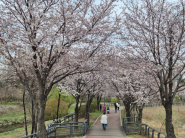 올봄, 가족과 함께 신동수변공원에서 느긋한 봄나들이를 계획해 보는 것은 어떨까.  