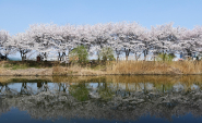 황구지천 벚꽃길(사진:포토뱅크)  