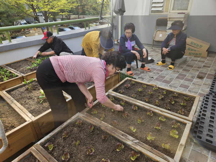 옥상 테라스 상자텃밭 가꾸는 모습(사진 제공=경로당)