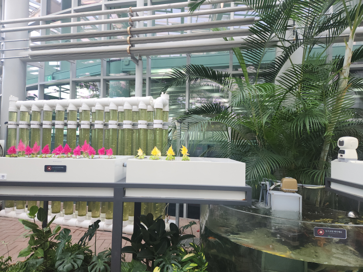 국립농업박물관 식물원에 있는 클로렐라 수직정원
