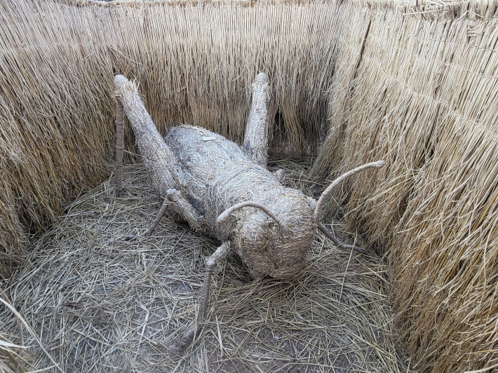 볏짚 속에 숨어 있는 비밀 '우리벼메뚜기'