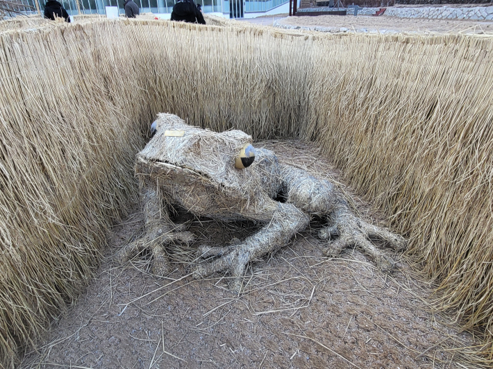 볏짚 속에 숨어 있는 비밀 '청개구리'