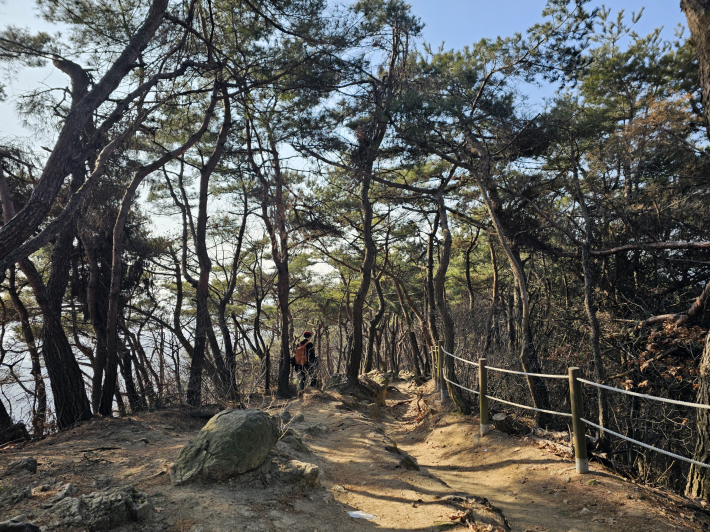 상록수 숲은 겨울에도 푸르다