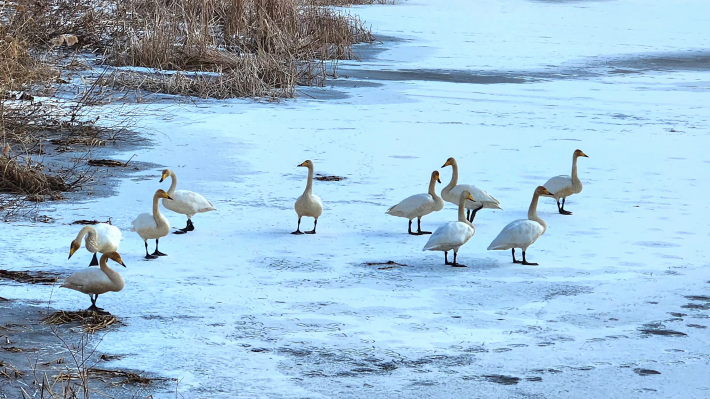 원천호수 얼음 위에서 휴식을 취하고 있는 고니 가족의 모습.
