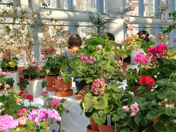 제라늄 꽃동산 전경