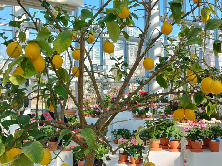 레몬과 제라늄이 어울리는 포토존 전경