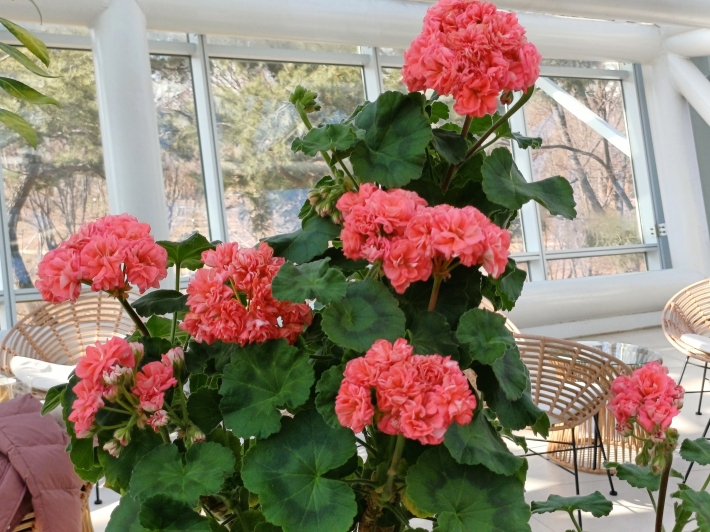 최우수 상 밭은 제라늄