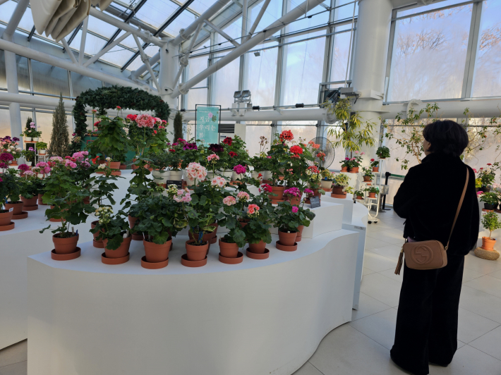 제라늄 전시회장