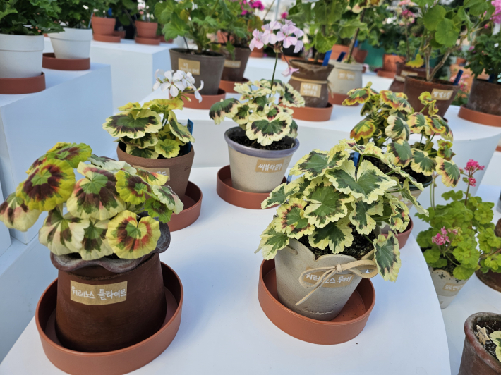 잎이 꽃으로도 변한다