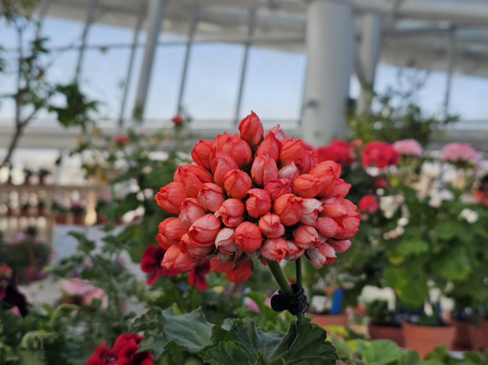 다양한 제라늄의 모습