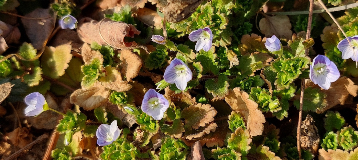 일월호수공원 양지쪽에 봄을 알리는 봄까치꽃이 피었다.