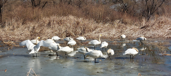 고니 10여 마리가 휴식을 취하고 있다. 