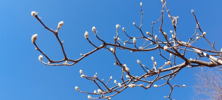 목련 꽃봉오리가 하늘을 향하고 있다.