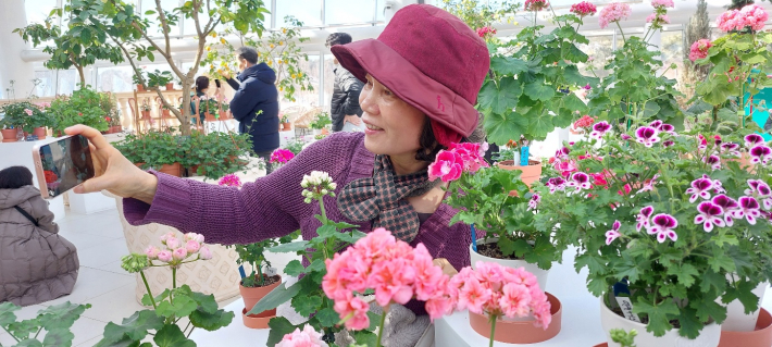 일월수목원 유리온실에서는 제라늄 300 여 종이 '지금 우리는 봄'을 알려주고 있다.
