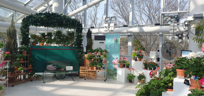 일월수목원 전시온실 내부에 초록색 벤치, 구조물, 나무 스탠드 등을 활용해 정원처럼 감각적으로 연출한 제라늄 포토존의 모습