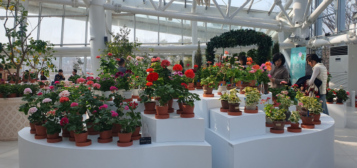 곡선 형태의 하얀색 계단식 전시대 위에 수많은 종류의 제라늄 화분들이 놓여 있고, 관람객들이 그 사이를 거닐며 꽃을 감상하는 온실 전경