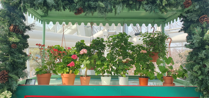 초록색 지붕 구조물 아래로 가지런히 놓인 화분들과 함께, 위쪽 공중에 대롱대롱 매달린 벽걸이용(행잉) 제라늄 화분들이 입체적으로 연출되어 있다.