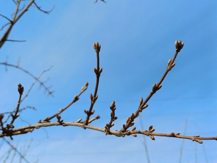 개나리 새 눈 하늘을 바라본다.