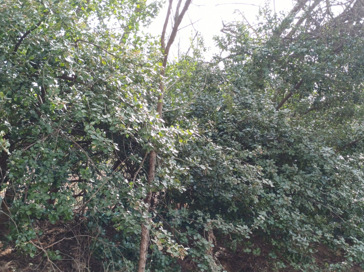 녹색 푸름이 짙어진 산책길