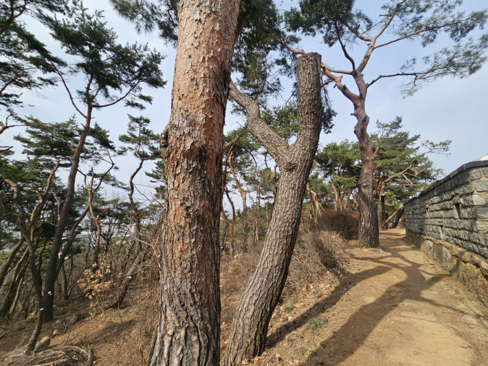 소나무가 울창하다