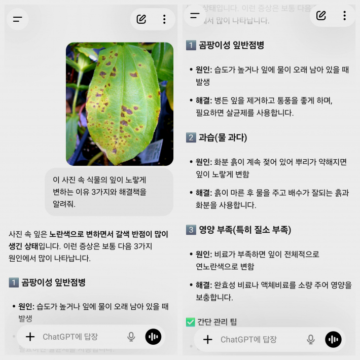 식물 사진을 이용해 질문하고 답을  알아보는 실습