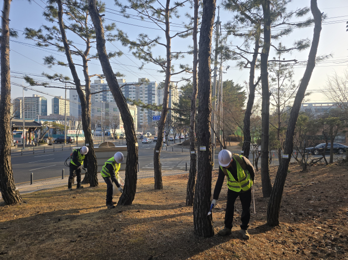관내 시설녹지 소나무에 수간주사