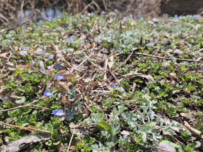 마른 낙엽 사이에서 먼저 얼굴을 내민 보라색 봄꽃, 가까이 들여다볼수록 더 어여쁘다.