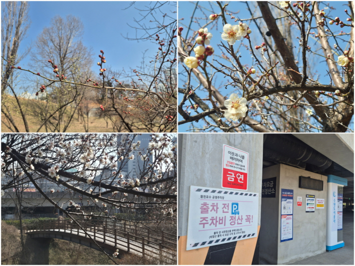 광교 프라이부르크 전망대 방향으로 이어지는 길에서 올해 처음 만난 산수유와 매화!
