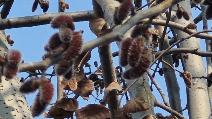 은사시나무 꽃이 만발하게 피었다