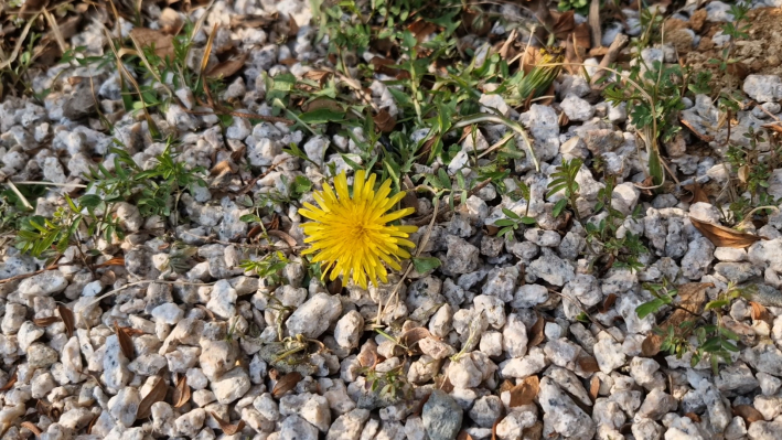민들레가 자갈 밭에 찰싹 붙어 예쁘게 피어 있다.