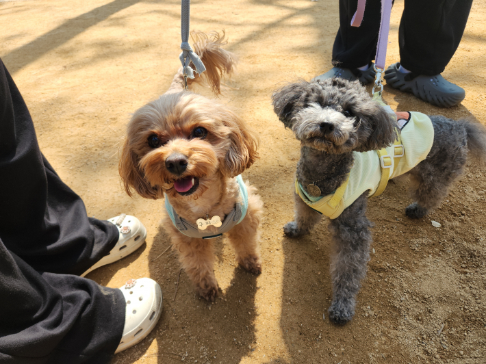 숙지공원 반려견 놀이터에서 반려견 '구찌'와 '콩이'가 보호자와 함께 산책 예절 교육에 참여하고 있다.