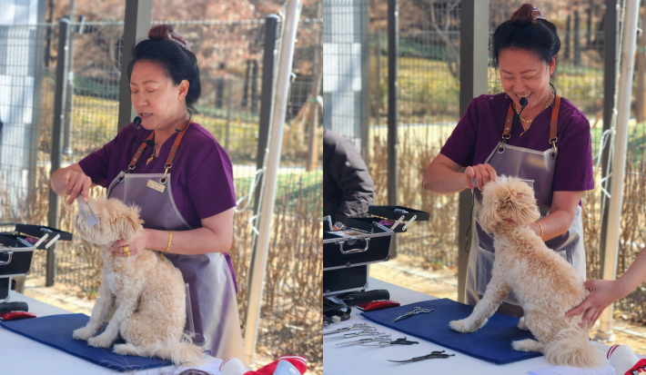 현장에서 즉석 신청한 반려견을 대상으로 유기견 보호단체 '새삶' 염수진 대표가 셀프미용 방법을 시연하고 있다.