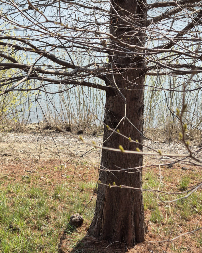 낙우송과 기근에 대한 설명도 자세히 해주어 새로운 지식을 쌓게 되었다.