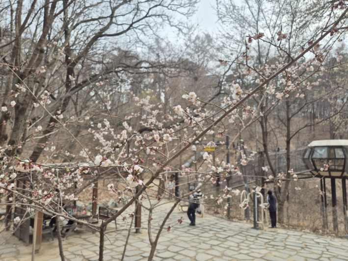 놀이터 주변에 피어난 매화는 아직 잎이 나오기 전 숲 풍경 속에서 계절의 변화를 가장 먼저 전해 준다.