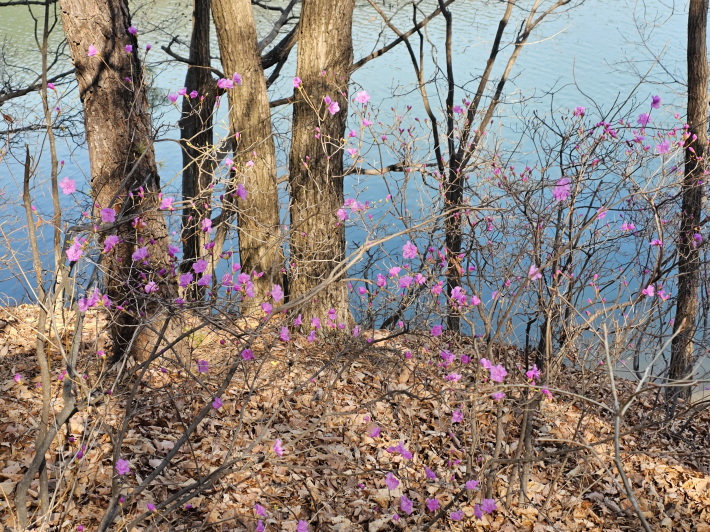 수변에 핀 어여쁜 진달래