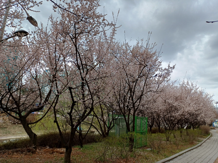서호천길 빨리 핀 벚꽃