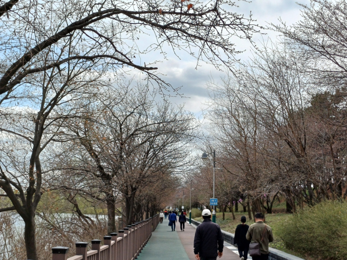 벚꽃 꽃망울이 맺힌 서호 호수 청홍 둘레길