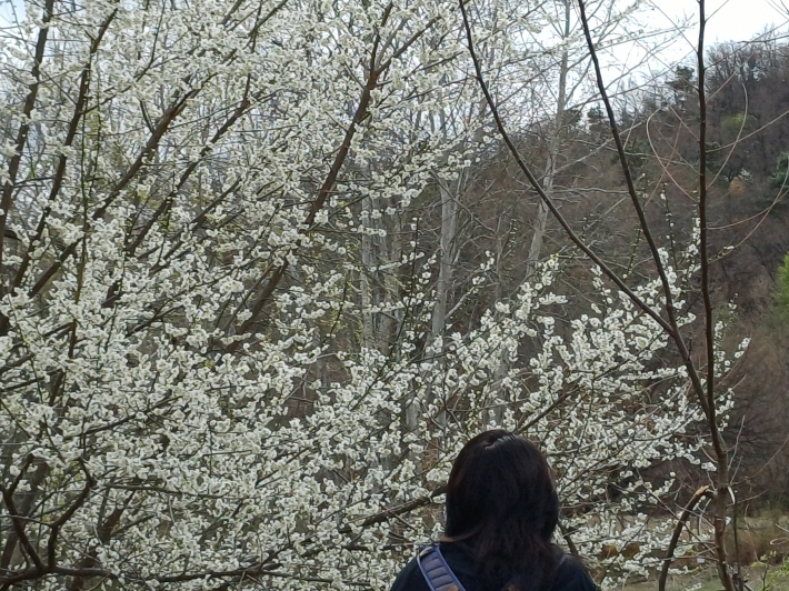 벚꽃 심취 꽃마음