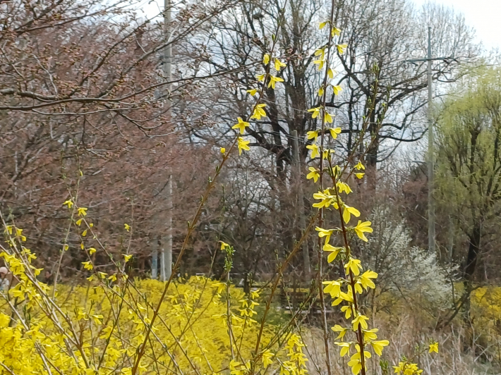 개나리 노랑꽃 아름답다.