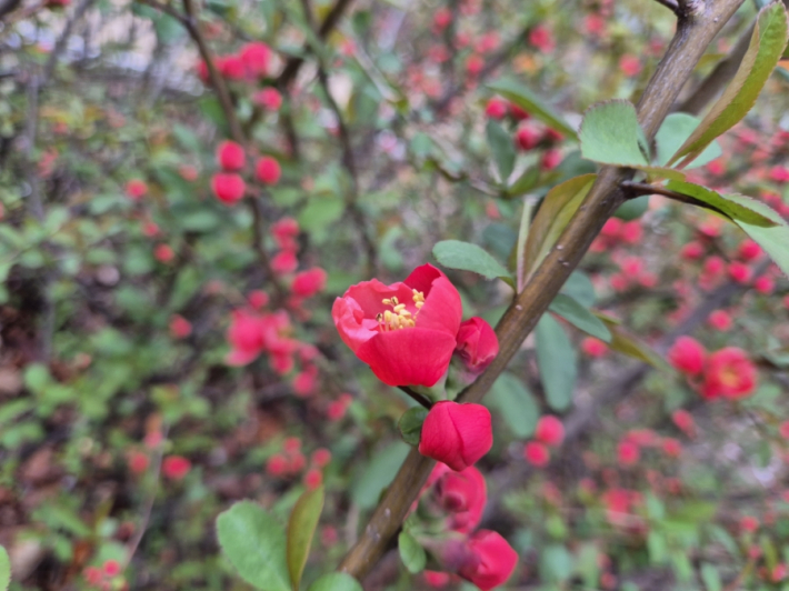 올봄, 가족과 함께 신동수변공원에서 느긋한 봄나들이를 계획해 보는 것은 어떨까.