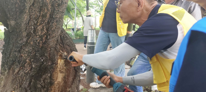 조 회장이 벚나무 외과수술 시범을 보이고 있다.