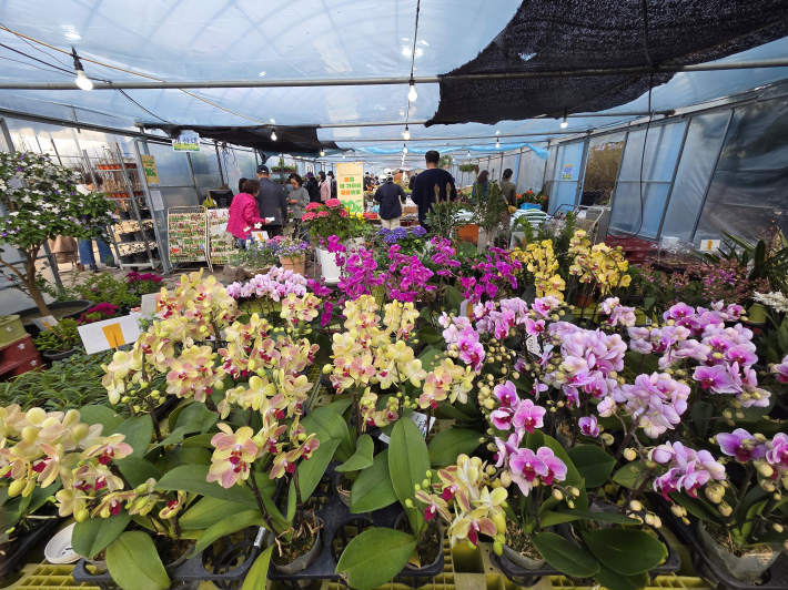 화사한 봄꽃이 시민들의 발길을 사로잡았다.