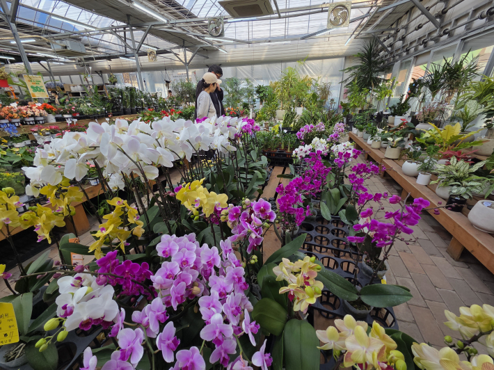 꽃의 아름다움에 푹 빠진 시민들