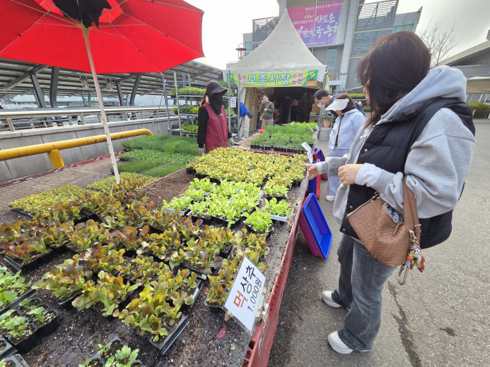 수원에서 키운 각종 모종  