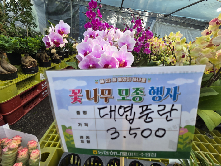 은은한 향기와 고급스러운 자태를 자랑하는 '대엽풍란'  