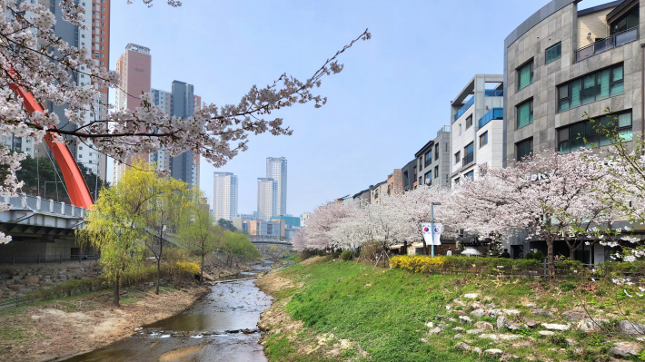 광교 카페거리의 이국적인 봄