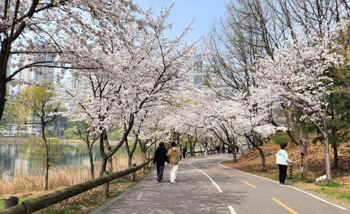벚꽃 터널 아래 산책