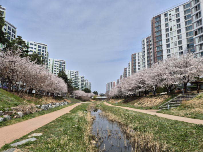   벚꽃과 아파트가 어우러진 봄 풍경