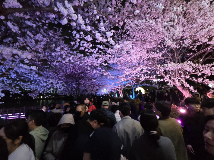 낮보다 더 아름다운 만석거 벚꽃