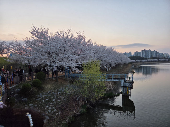 만석공원에 펼쳐진 벚꽃 